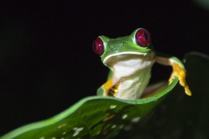 Costa Rica Rotaugenlaubfrosch