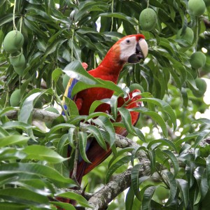 Vogelwelten - frei lebende Aras in Costa Rica - Natur pur