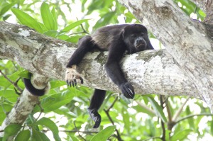 Costa Rica - Brüllaffe