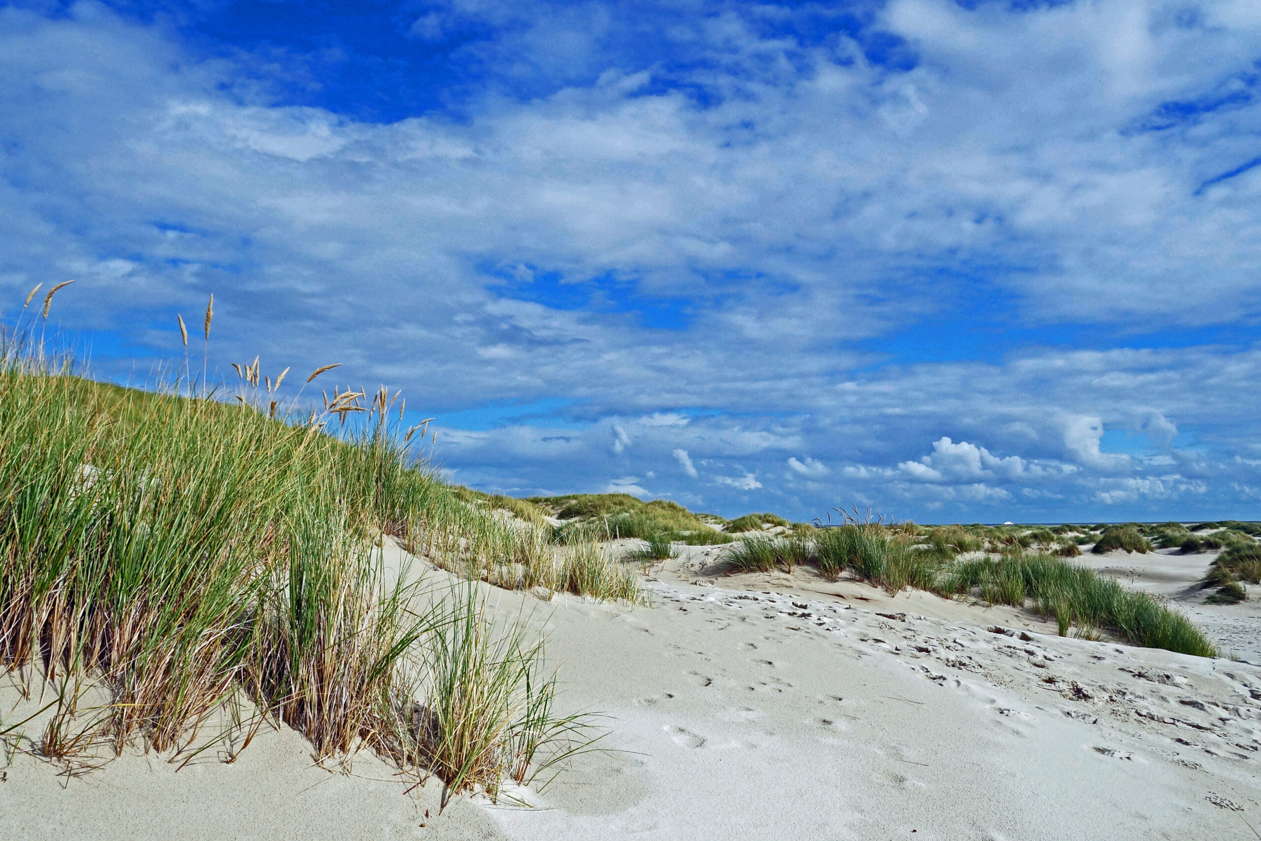 Nordsee Amrum Dünen