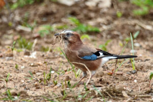 Homburg Sanddorf Closenbruch Eichelhäher Moor Stadtrand Wildlife Vögel Vogel Natur