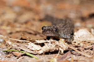 Krötenwanderung 2019 im Taubental Erdkröte und Fadenmolch Eimer Krötenzaun Kirkeler Wald Bergmolch Homburg Amphibien