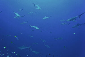 Palau Blue Corner und Siaes Corner graue Riffhaie grauer Riffhai Tauchen Strömung Riffhaken current 