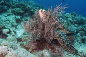 Palau Dexter's Wall und Sand Bar Schildkröten Mantas Haie Korallen bunt