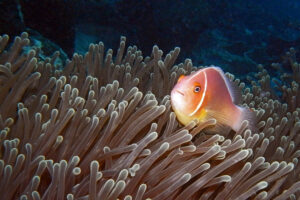 Palau Tauchen Anemonenfisch Großfisch