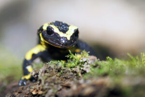 Feuersalamander Saarland Homburg Wildlife Natur Amphibien Salamandra Salamandra Mandelbachtal