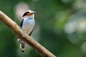 Kaeng Krachan Nationalpark Broadbill