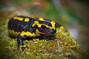 Feuersalamander im Mandelbachtal im Saarland