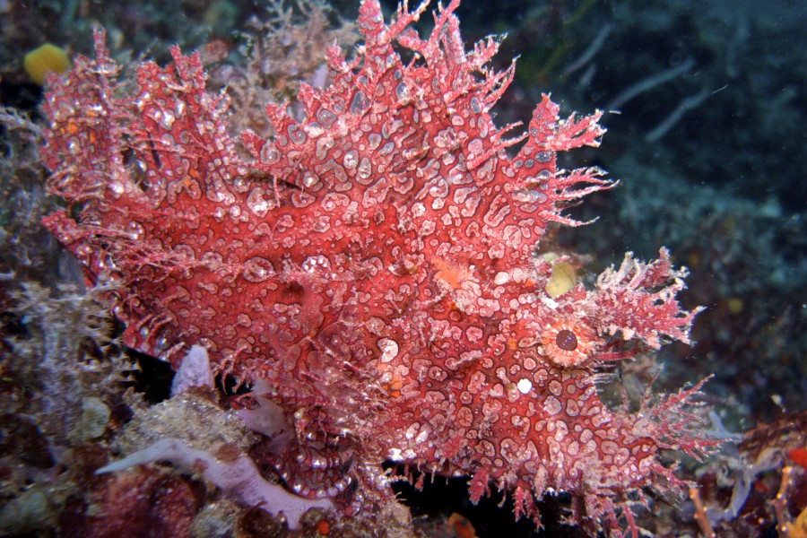 Lembeh Strait