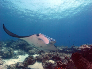 Indonesien Komodo Mawan Manta