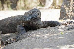 Indonesien Komodo Insel Komodo Waran