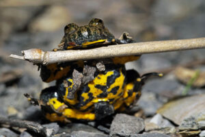 Gelbbauchunke auf einer Halde im Saarland