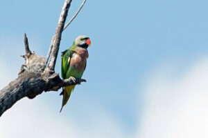 Isaan Huai Bong Halsbandsittich Alexandersittich ring necked parakeet Birdwatching Bird Watching Wildlife Vogel Vögel Natur