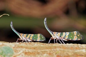 Kaeng Krachan Nationalpark Laternenkäfer Lantern Bug