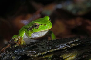 Laubfrosch in der Oberpfalz in Bayern