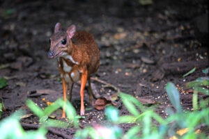 Kaeng Krachan Nationalpark Mouse Deer am Wasserloch