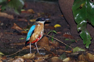 Kaeng Krachan Nationalpark Pitta Bird Watching