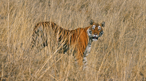 Frei lebender Tiger in Ranthambore Nationalpark in Indien Säugetier Raubtier