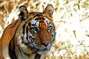 wild lebender freier Tiger in Bandhavgarh Nationalpark in Indien Säugetiere Raubtiere