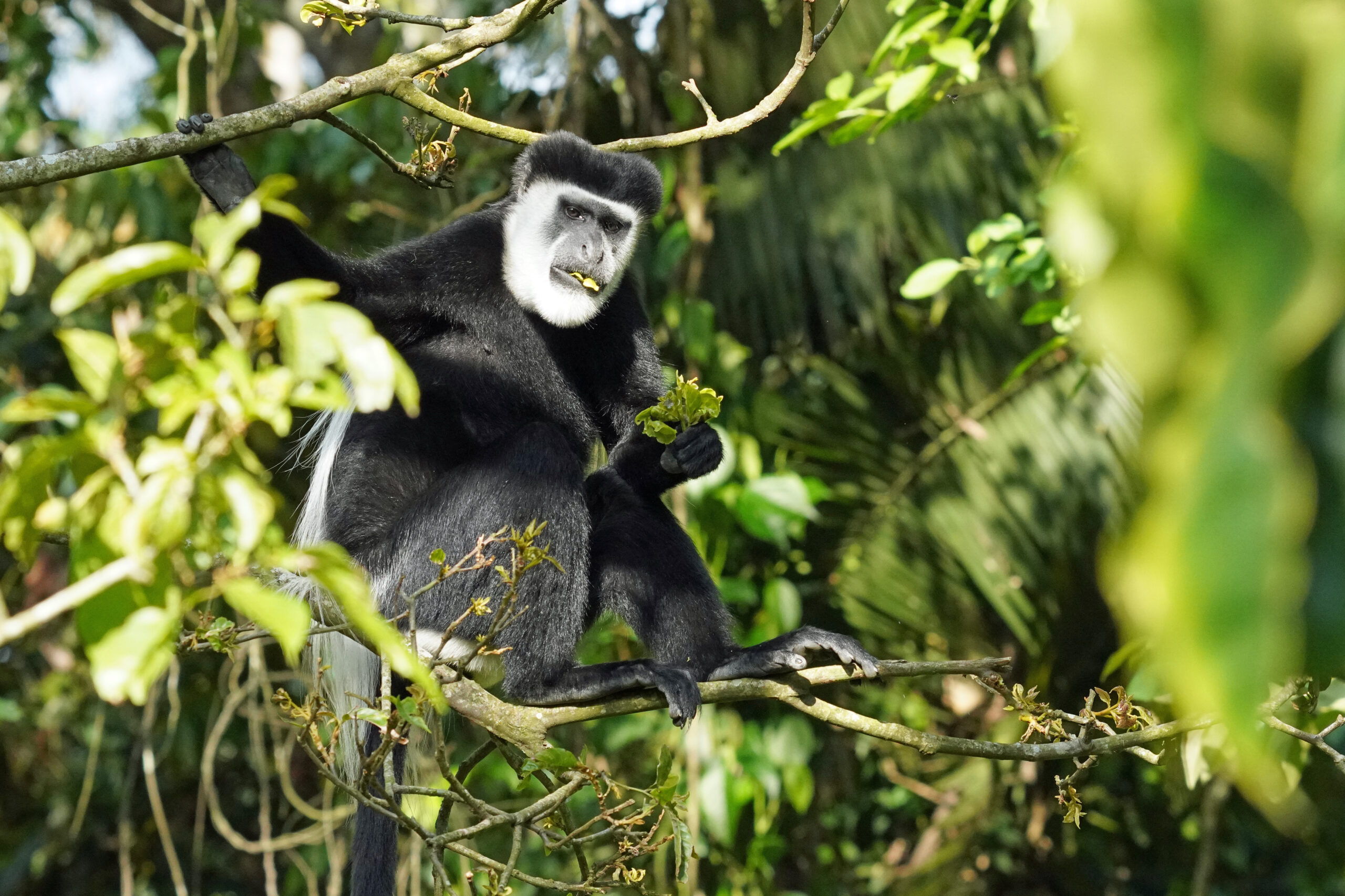 Uganda - Kibale Nationalpark - Colobusaffe