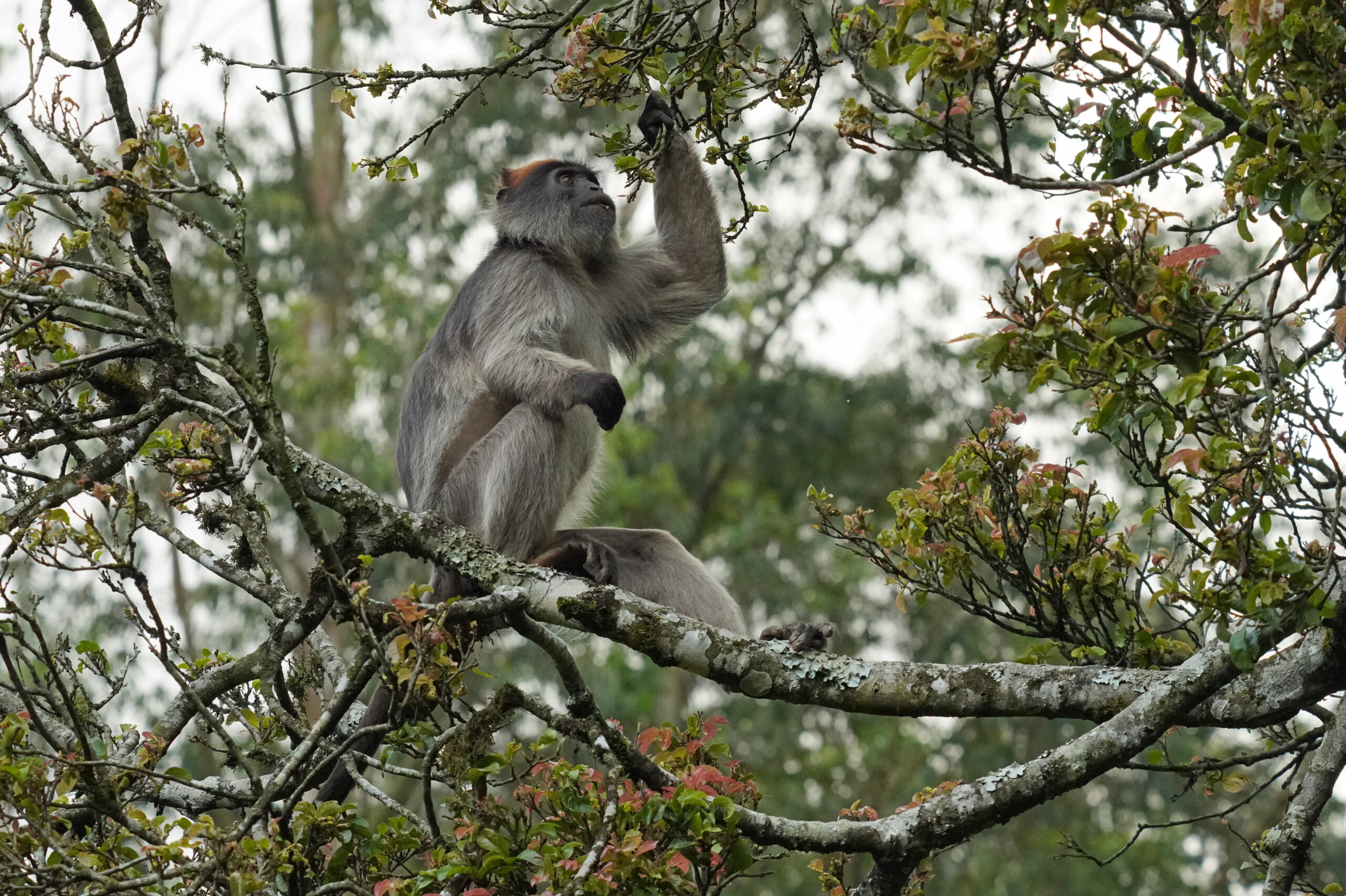 100_uganda_kibale_dsc08919 OCEAN FUN SCAPE