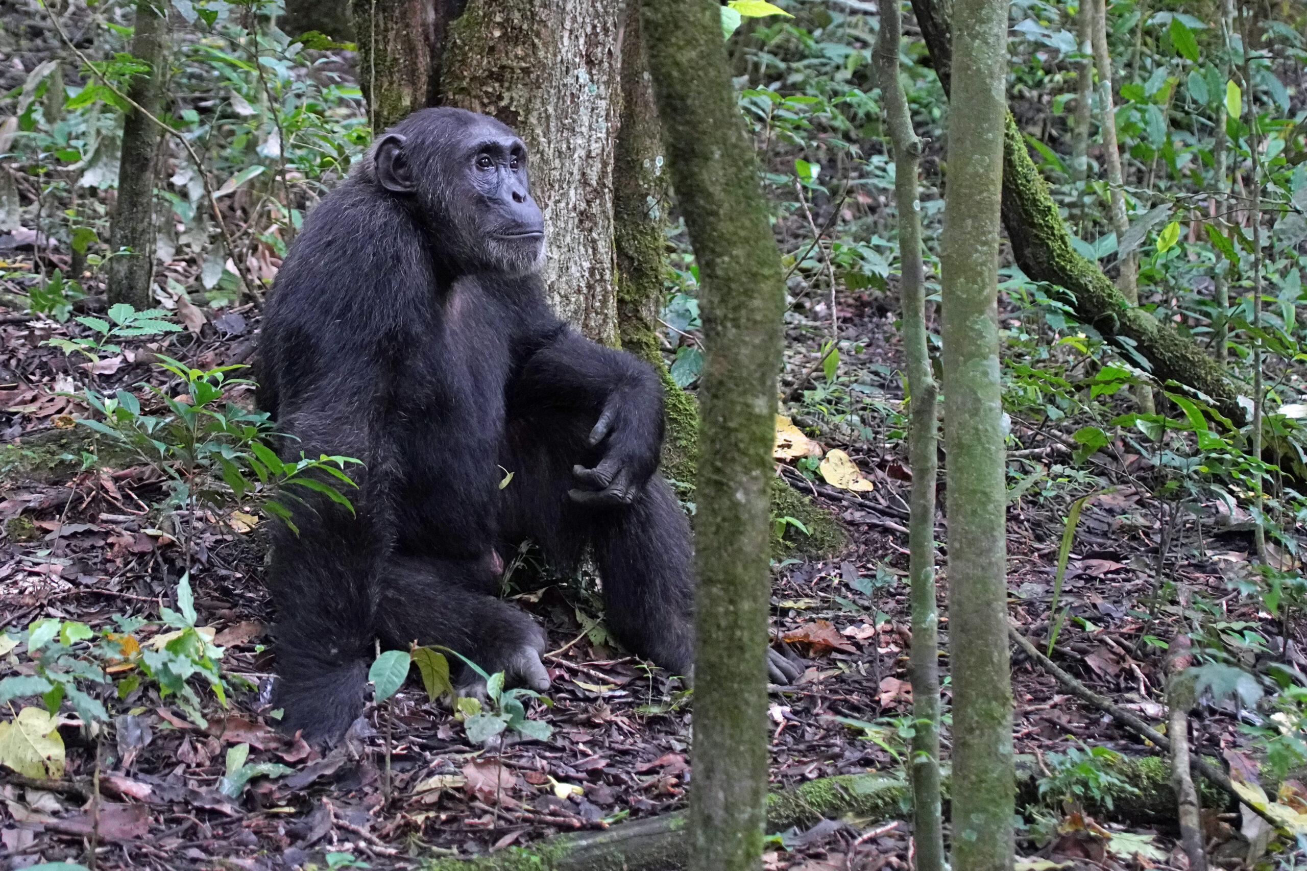 Uganda - Kibale Nationalpark - Schimpansen-Tracking