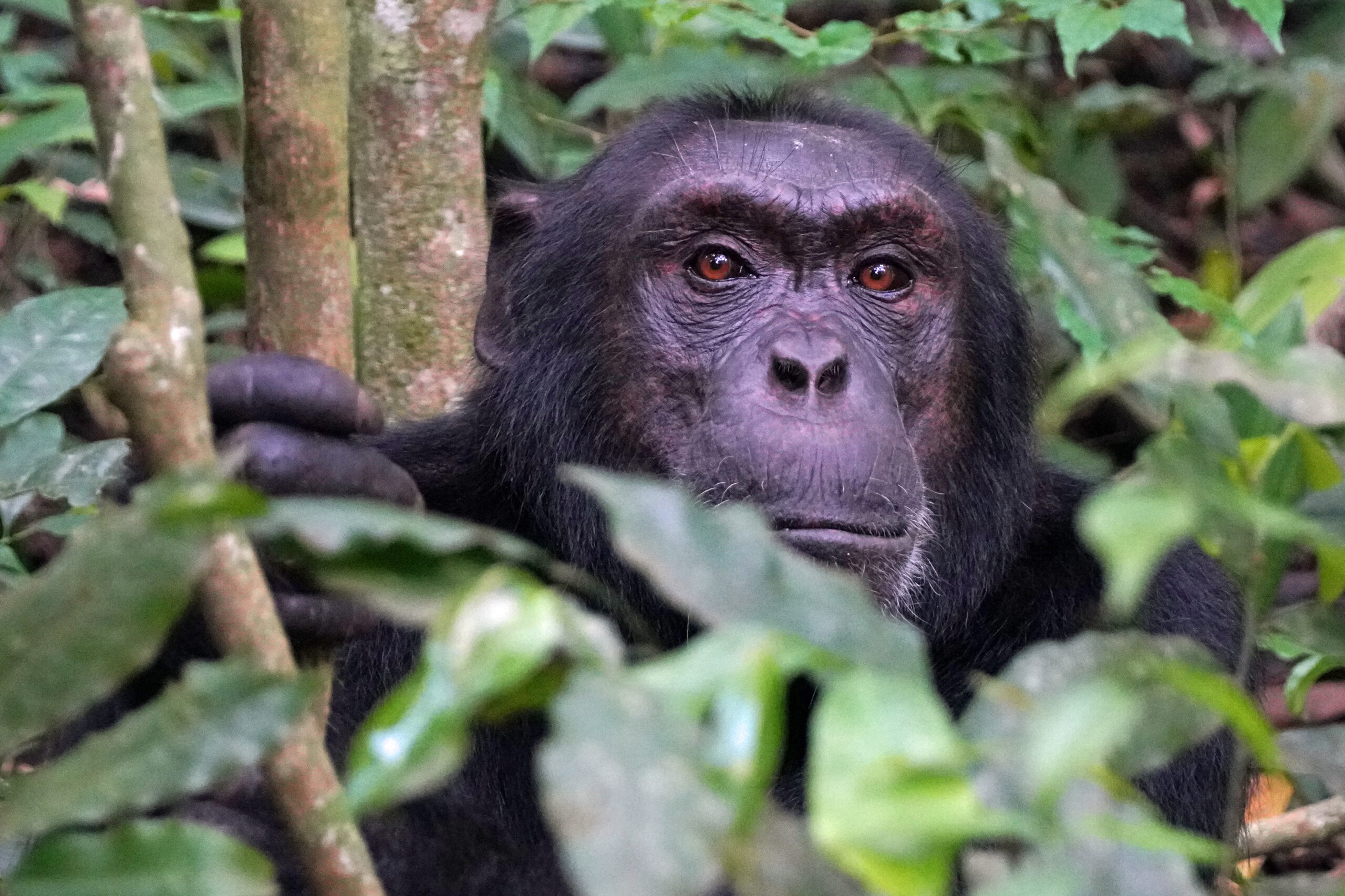Kibale Nationalpark - Schimpansentracking