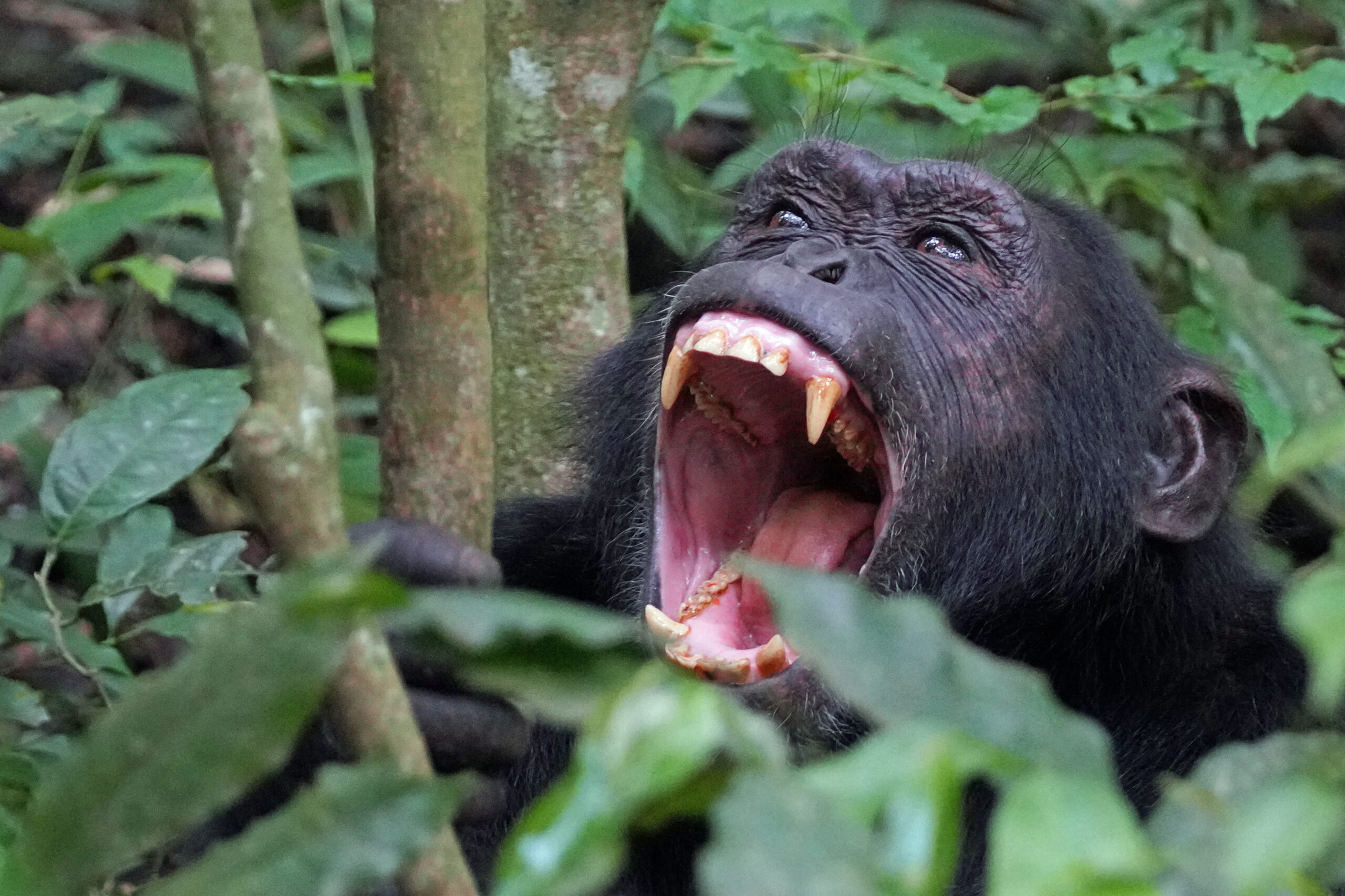 Uganda - Kibale Nationalpark - Schimpansen-Tracking