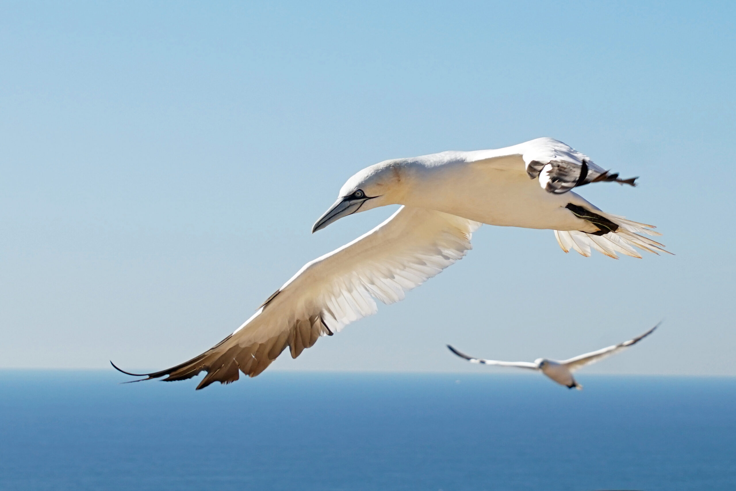 Basstölpel auf Helgoland