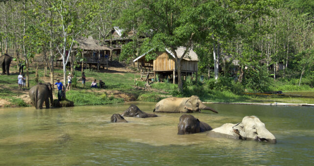 Elephant Conservation Center (ECC)