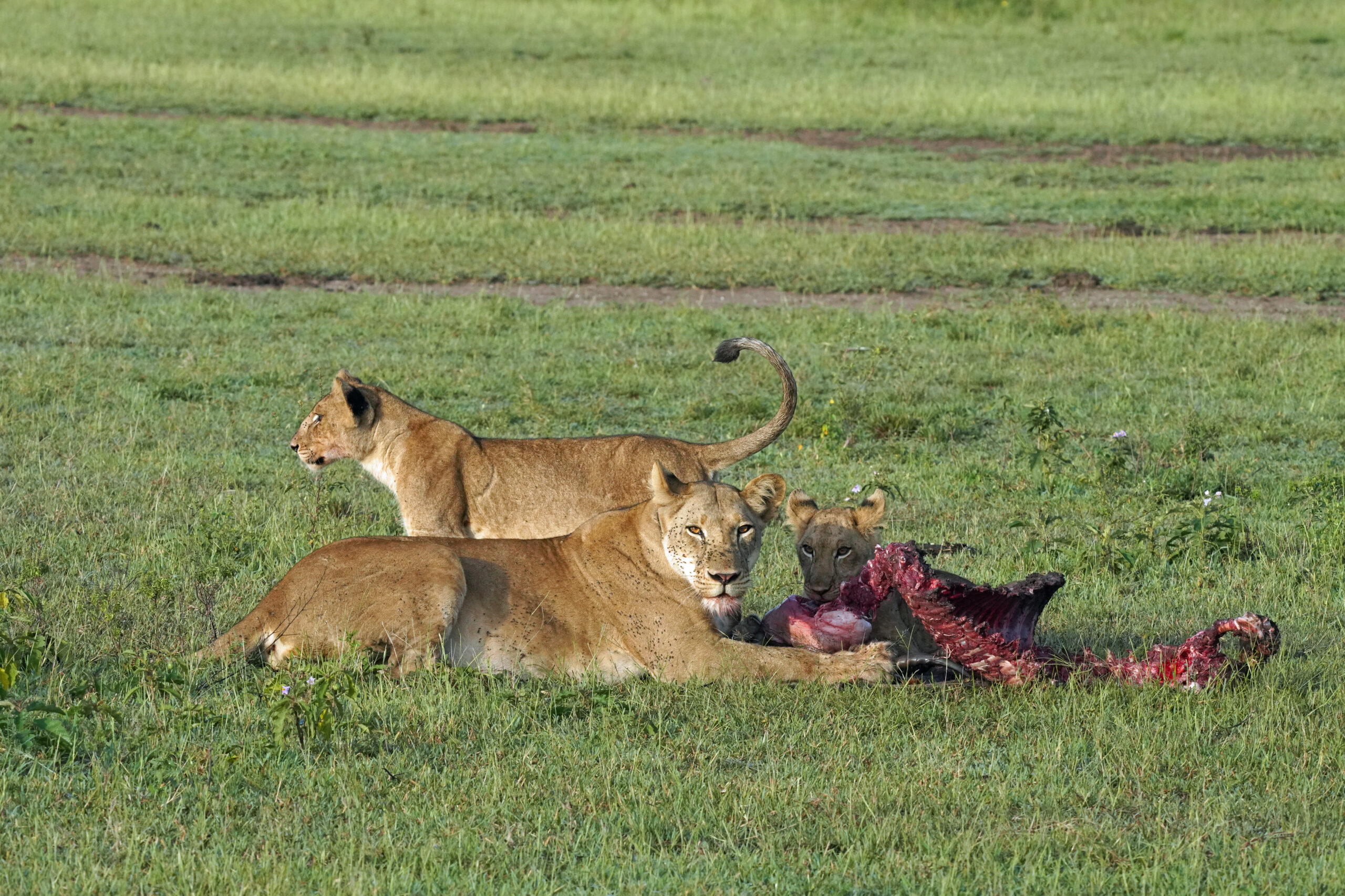 Uganda - Queen Elizabeth Nationalpark - Löwenfamilie