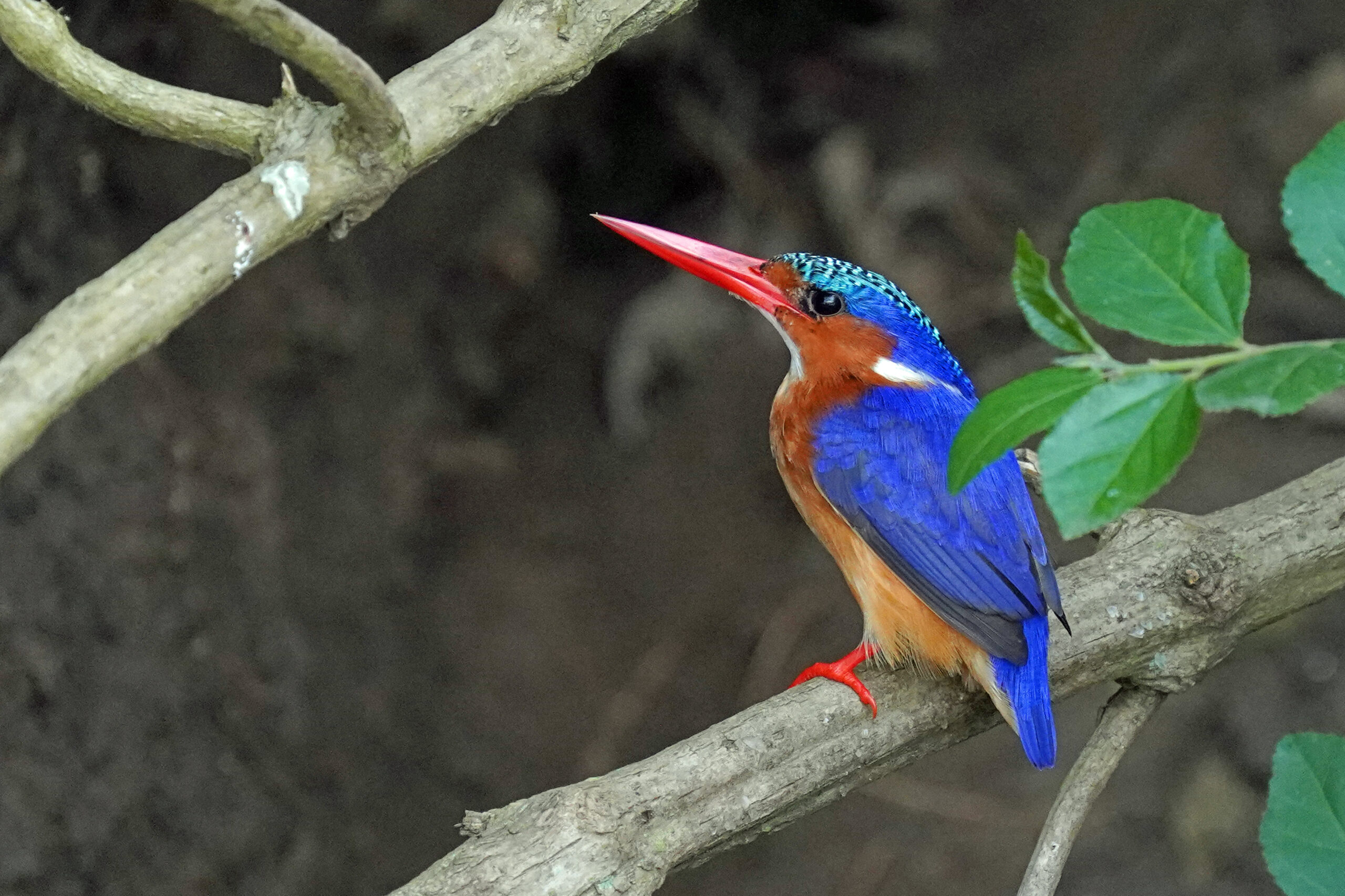 Uganda - Queen Elizabeth Nationalpark - Kazingakanal - Malachite Kingfisher