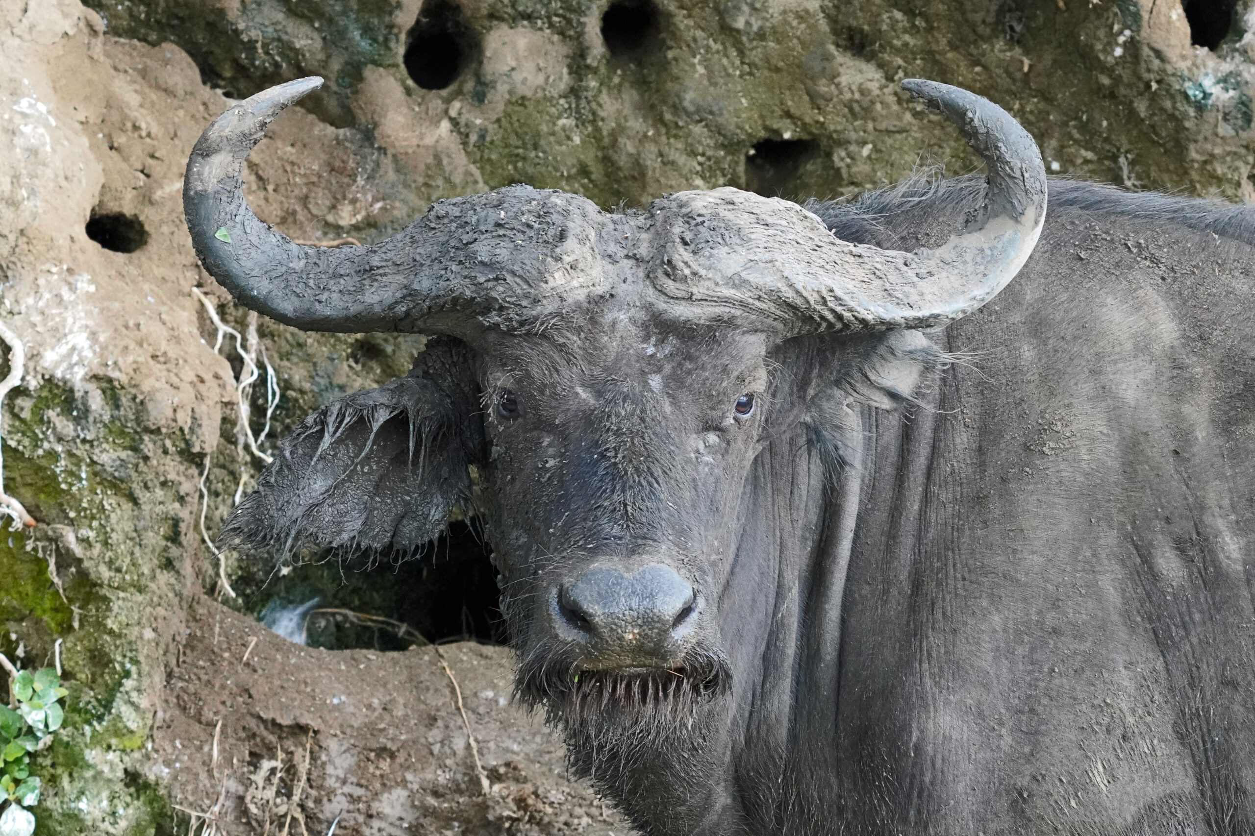 Uganda - Queen Elizabeth Nationalpark - Kazinga Kanal - Büffel