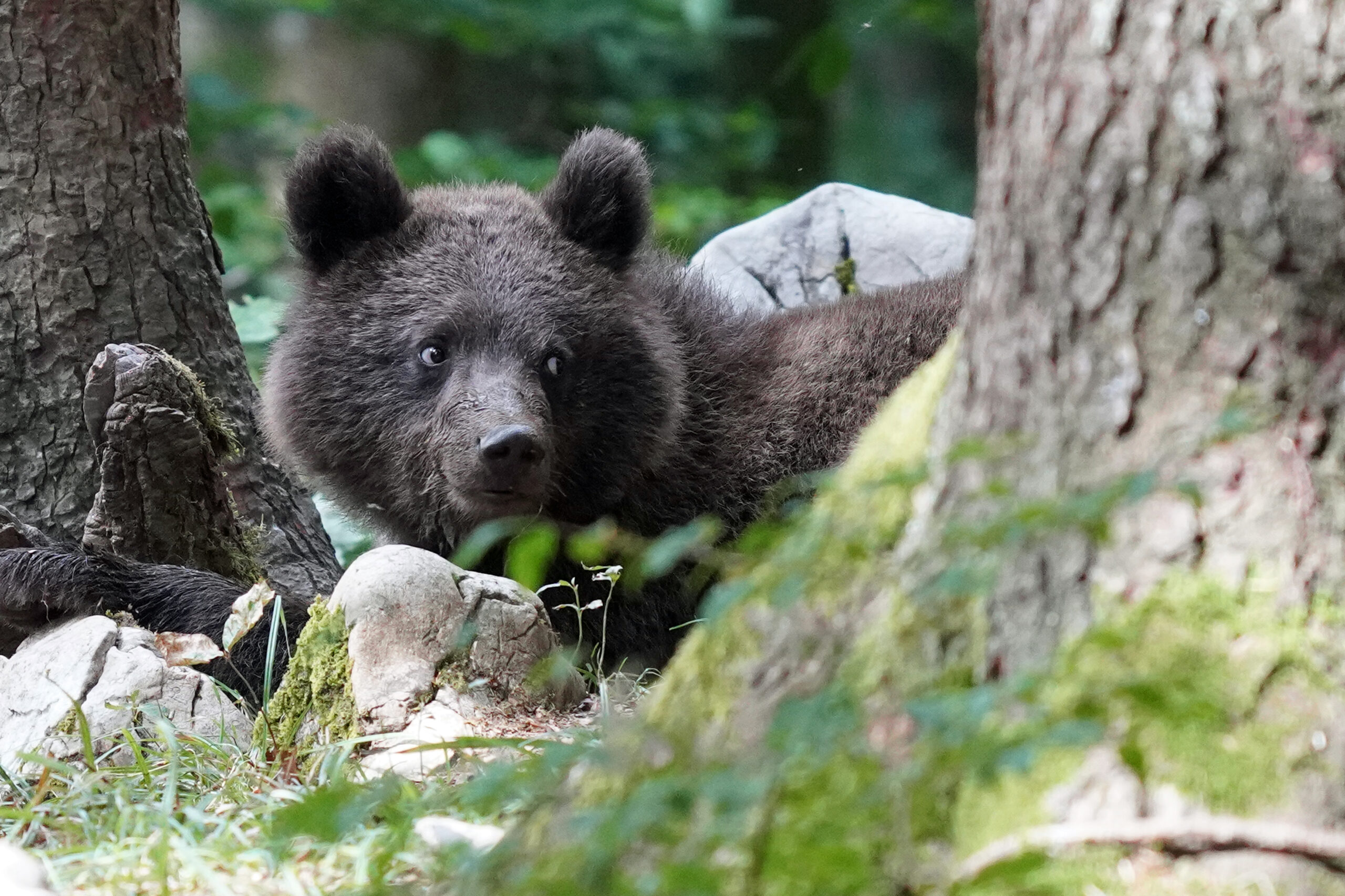 Slowenien - Braunbären - Bären beobachten in der Notranjska Region