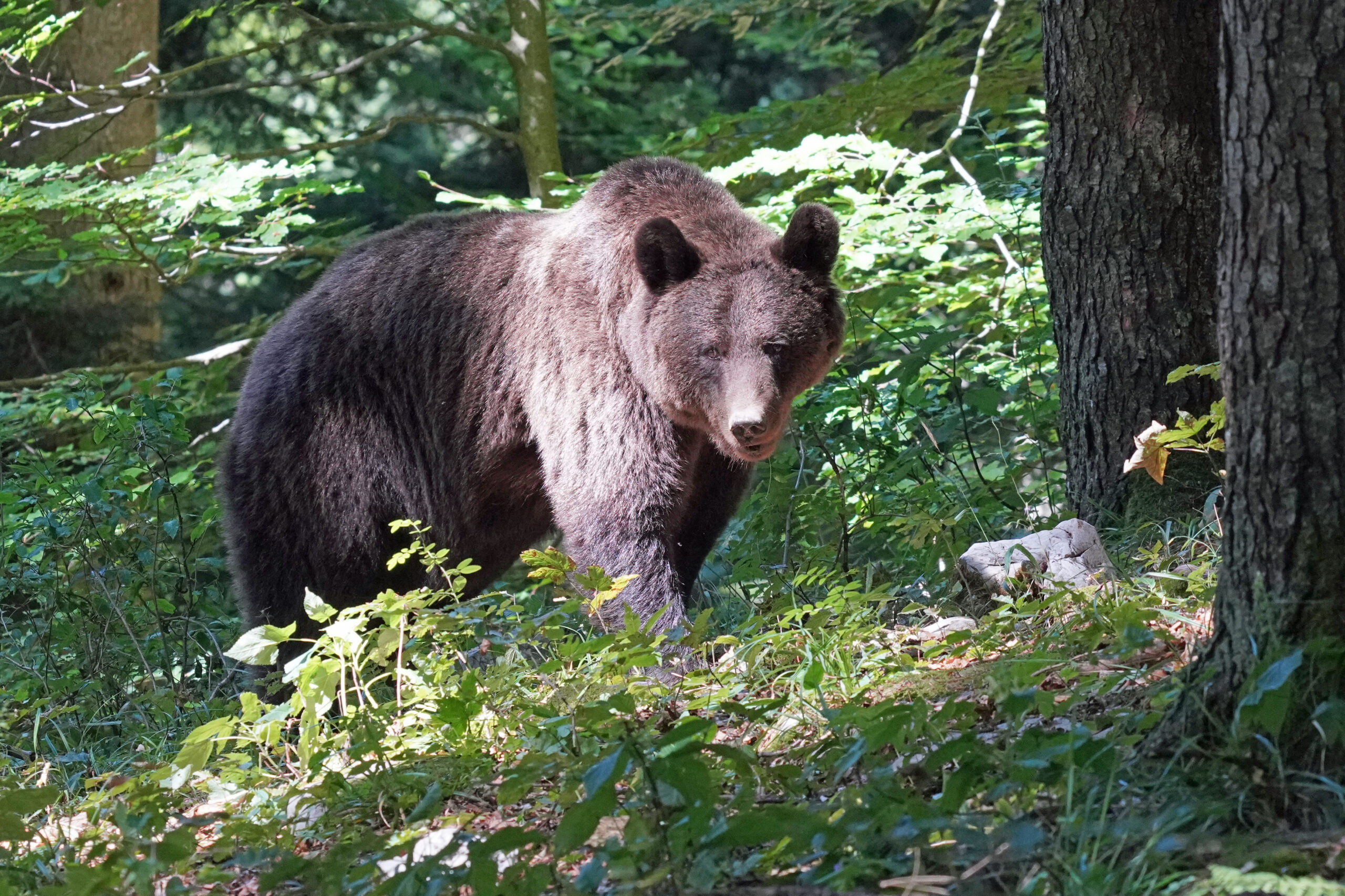 Slowenien - Braunbären - Bären beobachten in der Notranjska Region