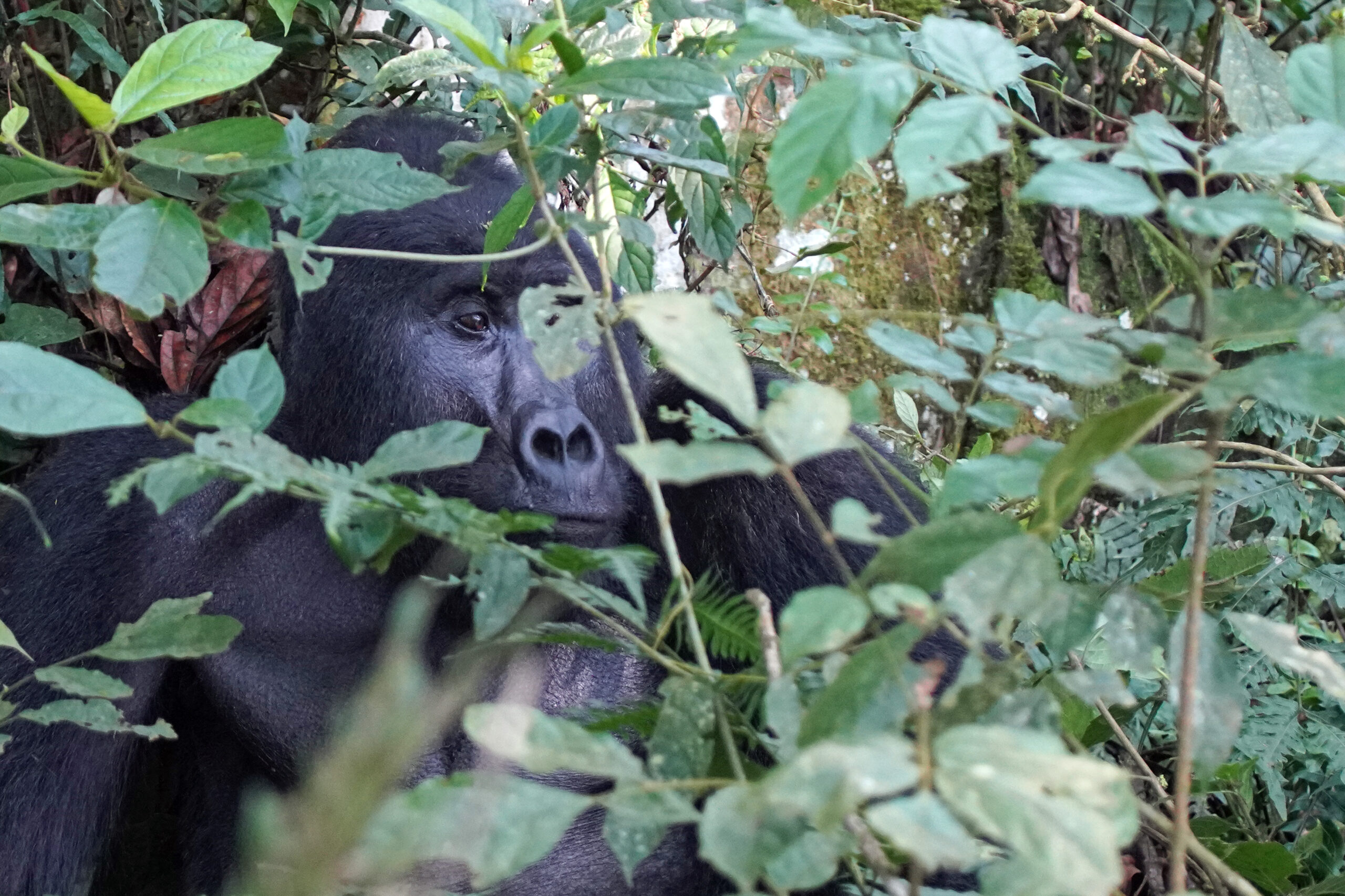 Uganda - Bwindi Nationalpark - Gorillatracking - Silberrücken