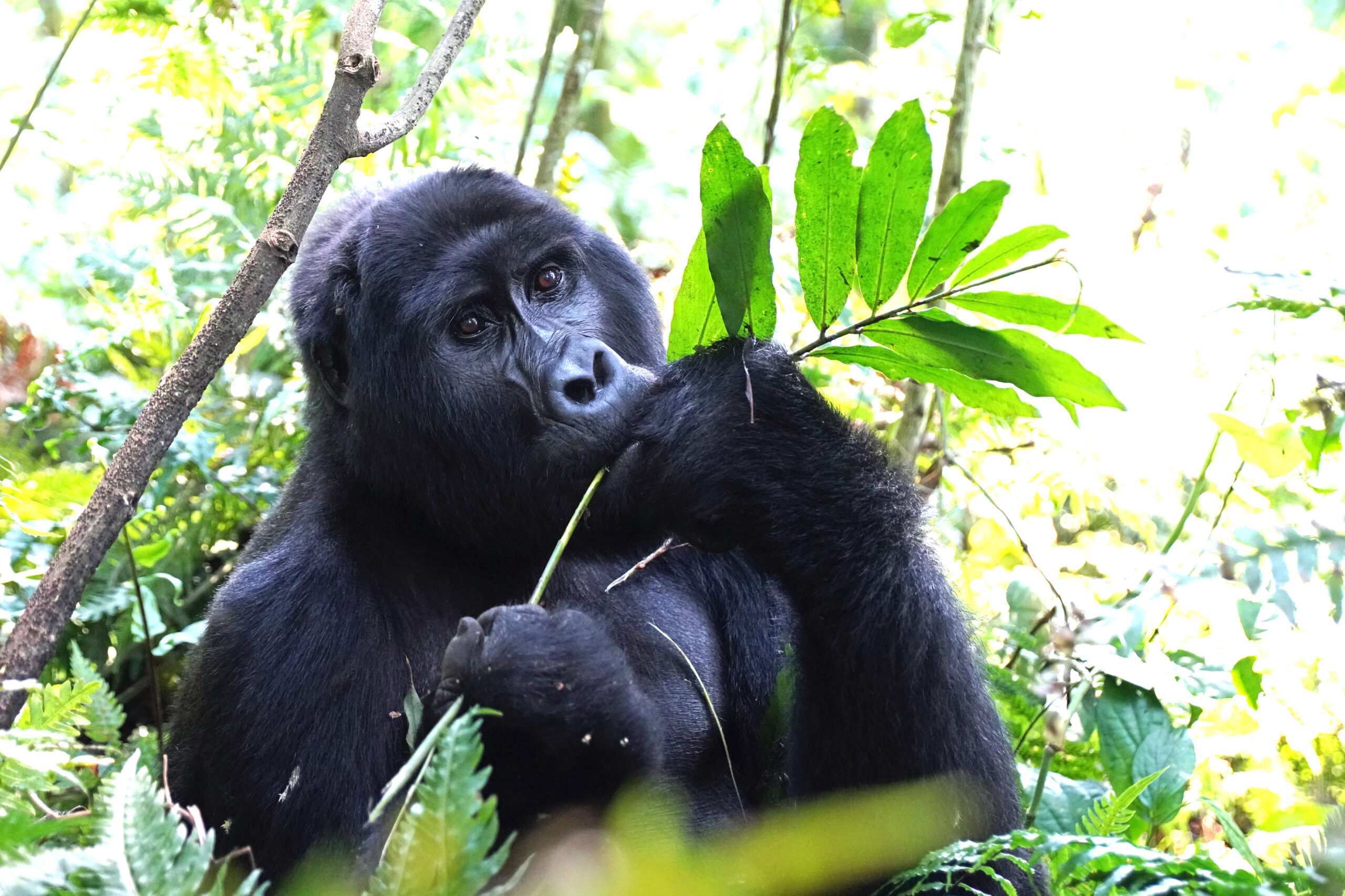 Uganda - Bwindi Nationalpark - Gorillatracking - fressender Gorilla