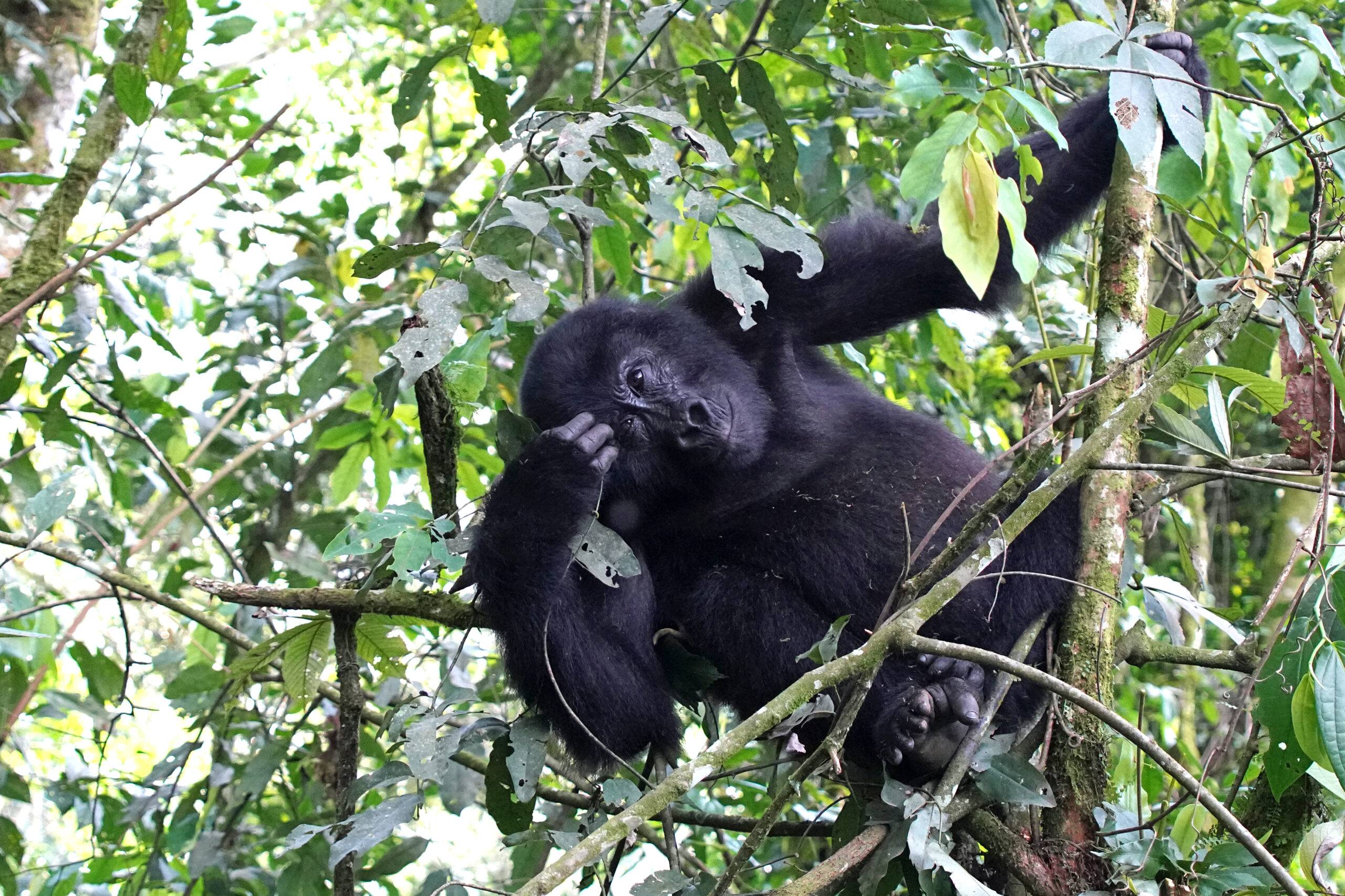 Uganda - Bwindi Nationalpark - Gorillatracking - spielender Gorilla