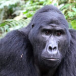 Uganda - Bwindi Nationalpark - Gorillatracking - Schwarzrücken