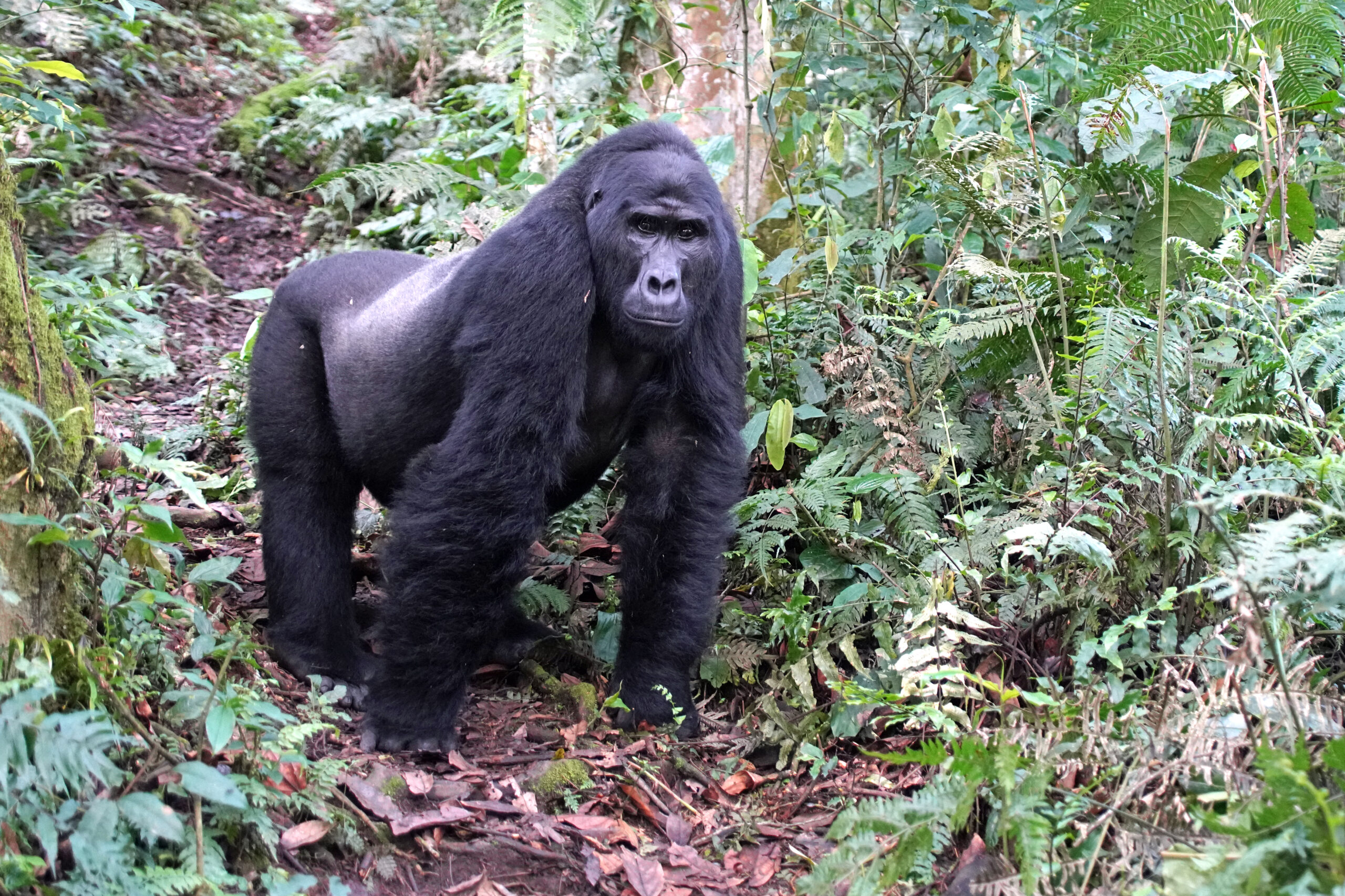 Uganda - Bwindi Nationalpark - Gorillatracking - Schwarzrücken