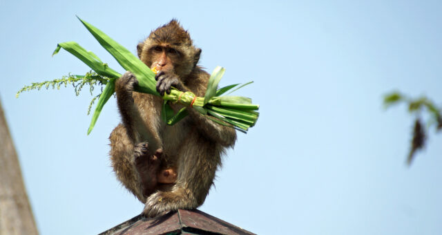 Lop Buri