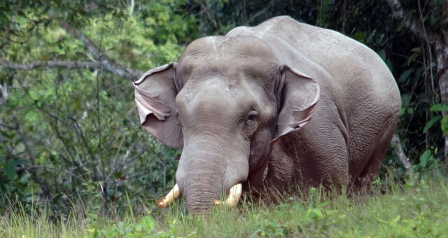 Khao Yai Nationalpark