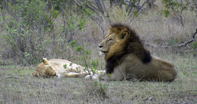 Krüger Nationalpark