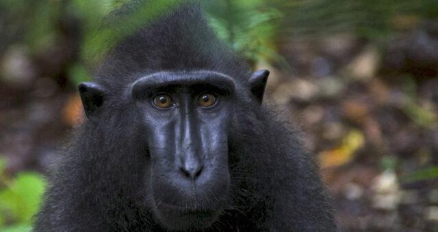 Tangkoko Nationalpark (Sulawesi)