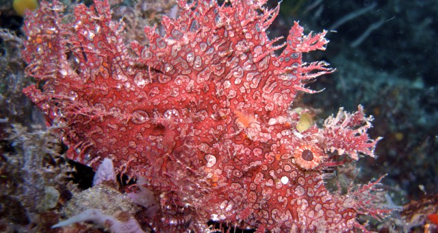 Lembeh Strait