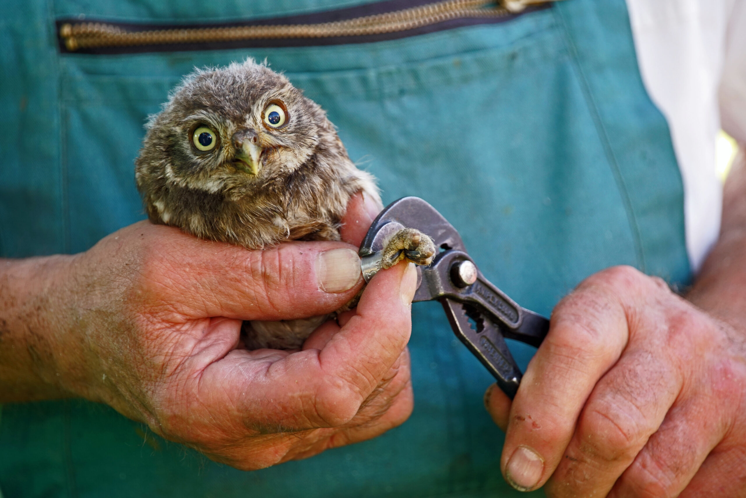 Beringung eines Steinkauz in der Biosphäre Bliesgau im Saarland Vogelwelten